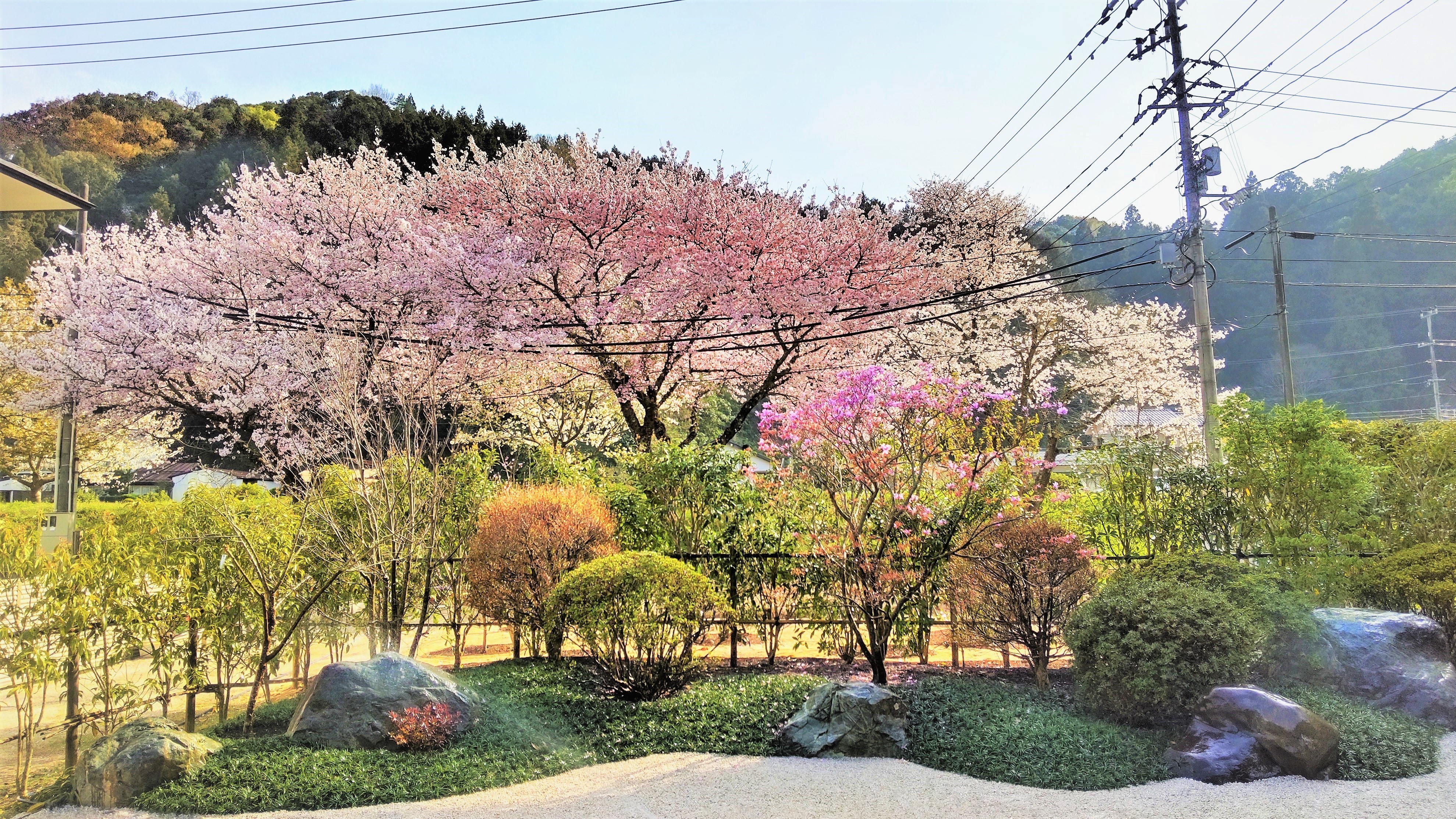P】邸: 玉もの仕立ての植栽と借景のお庭 | 松浦造園株式会社 - 島根県