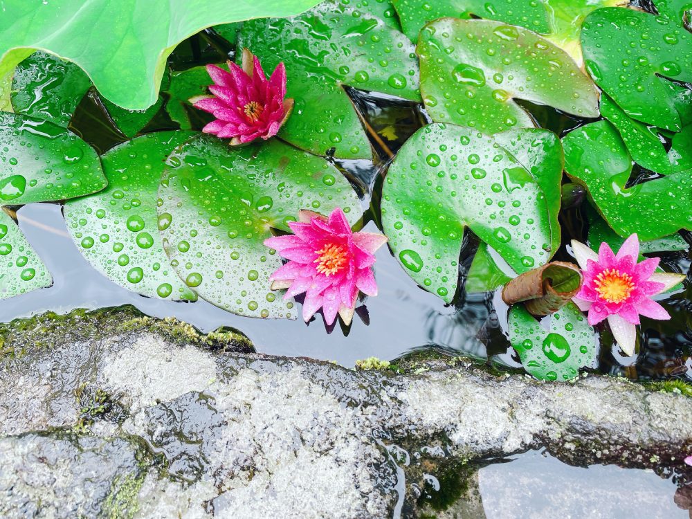 松浦造園　庭　睡蓮