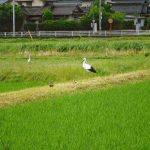 松江市大庭町　コウノトリ