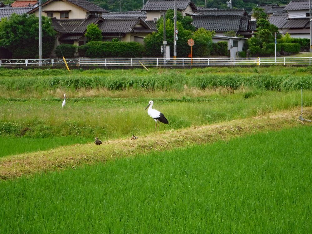 松江市大庭町　コウノトリ