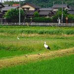 松江市大庭町　コウノトリ