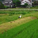 松江市大庭町　コウノトリ