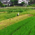 松江市大庭町　コウノトリ