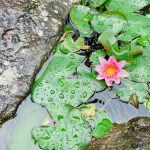 松浦造園　花　睡蓮