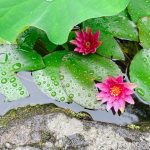 松浦造園　花　睡蓮