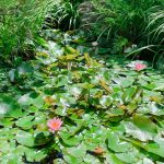 松浦造園　花　睡蓮