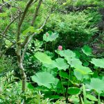 松浦造園　花　蓮