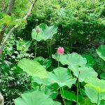 松浦造園　花　蓮