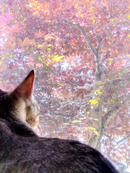 松浦造園　モミジ　猫
