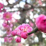 松浦造園　庭