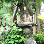 松浦造園　庭　バードフィーダー