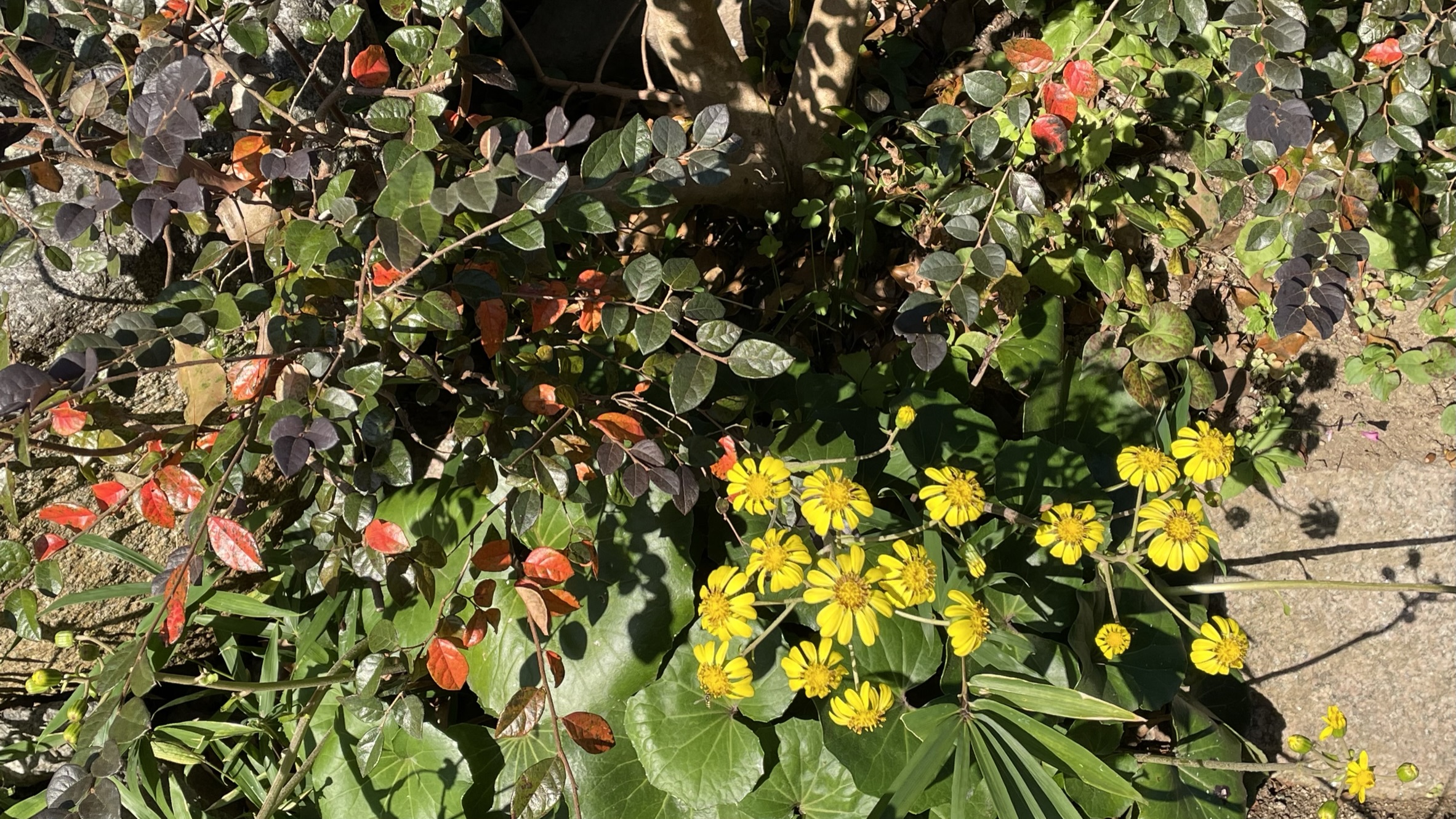 松浦造園 庭 花
