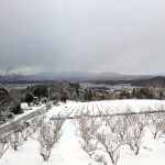 松浦造園㈱ 島根県 雪