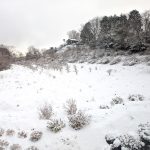 松浦造園㈱ 島根県 雪